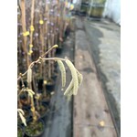 Eetbare tuin-edible garden Corylus avellana Nicciolo - hazelnoot - hazelaar