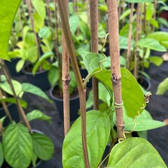 Bloemen-flowers Passiflora quadrangularis - Barbadine