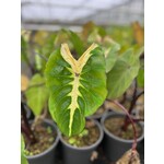 Blad-leaf Colocasia White Lava