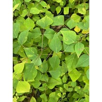 Bloemen-flowers Erythrina coralloides - Arbre corail