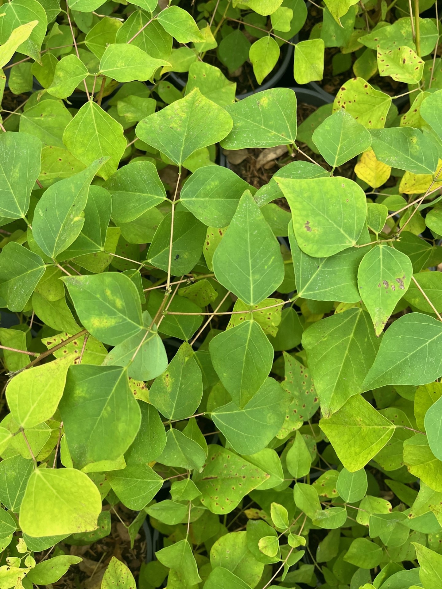 Erythrina coralloides koraalstruik koraalboom Palma Verde Exoten
