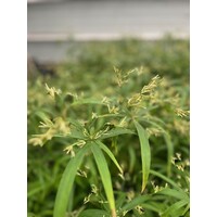 Blad-leaf Cyperus alternifolius