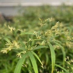 Blad-leaf Cyperus alternifolius