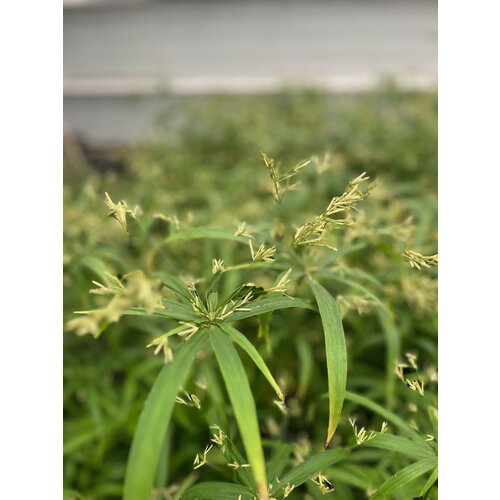 Blad-leaf Cyperus alternifolius