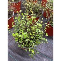 Blad-leaf Muehlenbeckia complexa