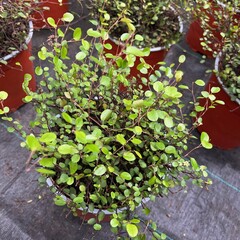 Blad-leaf Muehlenbeckia complexa