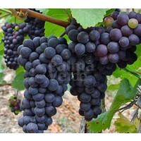 Eetbare tuin-edible garden Vitis vinifera Alphonso Lavalle - Table Grape