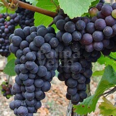 Eetbare tuin-edible garden Vitis vinifera Alphonso Lavalle - Red grapevine
