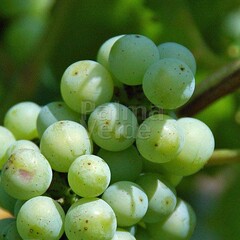 Eetbare tuin-edible garden Vitis vinifera Moscato di Terracina - Grape vine