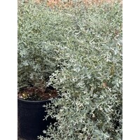 Bomen-trees Eucalyptus gunni "French Bleu" - Arbre d'eucalyptus