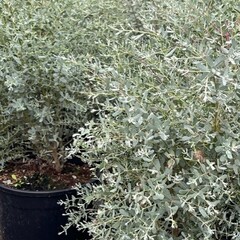 Bomen-trees Eucalyptus gunnii "French Bleu" - Eucalyptus tree