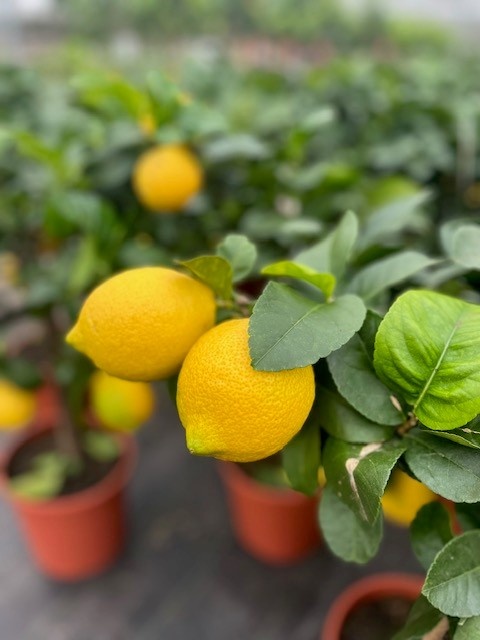 Citronnier Sfusato Amalfi - Pot 35cm, Hauteur 150-180cm - 6-7 Ans - Fabriqué Italie
