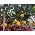 Eetbare tuin-edible garden Citrus sfusato Amalfitano - Amalfi Lemon