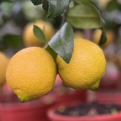 Eetbare tuin-edible garden Citrus sfusato Amalfitano - Amalfi Lemon