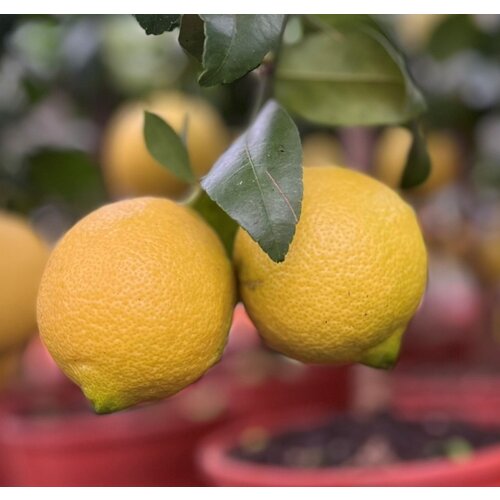 Eetbare tuin-edible garden Citrus sfusato Amalfitano - Amalfi Lemon