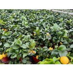 Eetbare tuin-edible garden Citrus sfusato Amalfitano - Amalfi Citroen