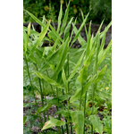 Eetbare tuin-edible garden Zingiber officinale - Echte Gember
