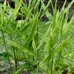 Eetbare tuin-edible garden Zingiber officinale - Gingembre officinal