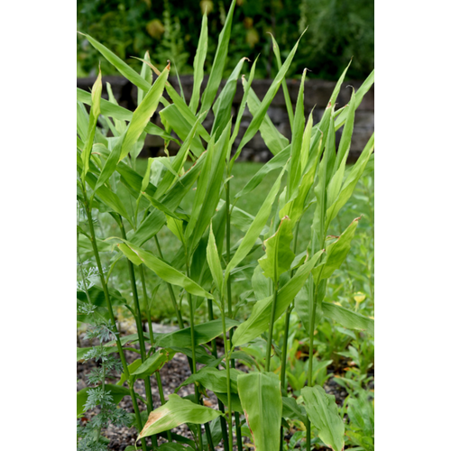 Eetbare tuin-edible garden Zingiber officinale - Echte Gember