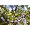 Woestijn-desert Argania spinosa - Arganier - Argan