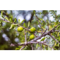 Woestijn-desert Argania spinosa - Arganboom
