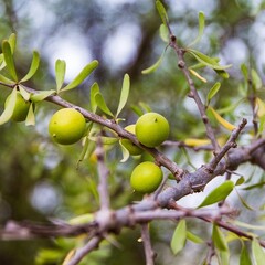 Woestijn-desert Argania spinosa - Argan Tree