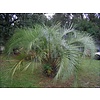 Palmbomen-palms Butia capitata - Geleipalm - Pindopalm