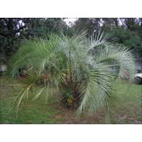 Palmbomen-palms Butia capitata - Jelly palm