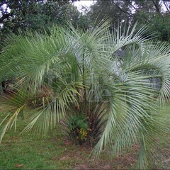 Palmbomen-palms Butia capitata - Jelly palm