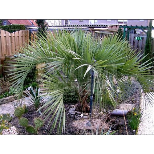 Palmbomen-palms Butia capitata - Geleipalm - Pindopalm - Jelly palm