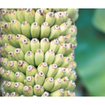 Bananen-bananas Musa chiliocarpa -Duizendvingerige Banaan