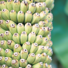 Bananen-bananas Musa chiliocarpa - Thousand Fingers Banana