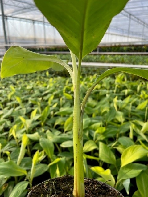 Porno anomaliyalar jinsiy olatni