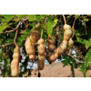 Eetbare tuin-edible garden Tamarindus indica - Tamarinier