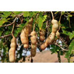 Eetbare tuin-edible garden Tamarindus indica - Tamarinde