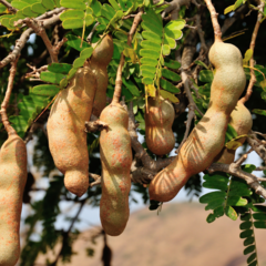 Eetbare tuin-edible garden Tamarindus indica - Tamarind