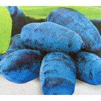 Eetbare tuin-edible garden Lonicera caerulea "Blue Pacific" - Chèvrefeuille bleu