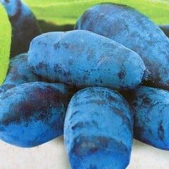 Eetbare tuin-edible garden Lonicera caerulea "Blue Pacific" - Honeyberry