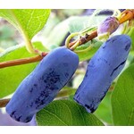 Eetbare tuin-edible garden Lonicera caerulea "Blue Pacific" - Honeyberry