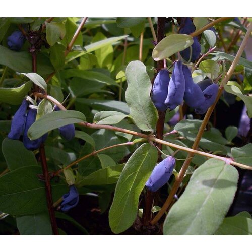 Eetbare tuin-edible garden Lonicera caerulea "Blue Pacific" - Honeyberry