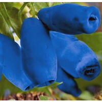 Eetbare tuin-edible garden Lonicera caerulea "Blue Forest" - Chèvrefeuille bleu