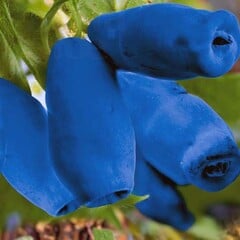 Eetbare tuin-edible garden Lonicera caerulea "Blue Forest" - Honeyberry