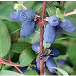 Eetbare tuin-edible garden Lonicera caerulea "Blue Forest" - Honingbes