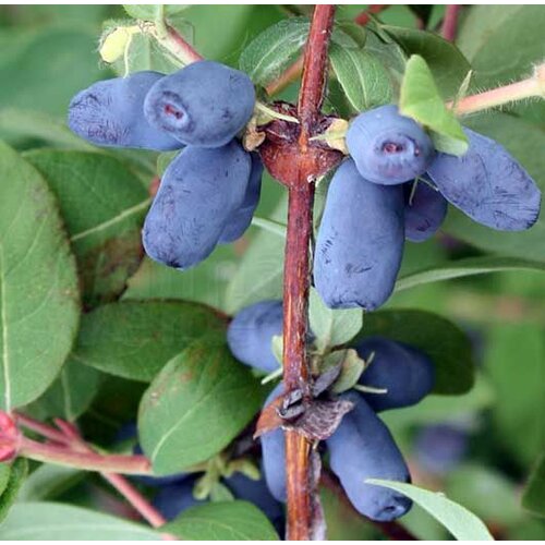 Eetbare tuin-edible garden Lonicera caerulea "Blue Forest - Honeyberry