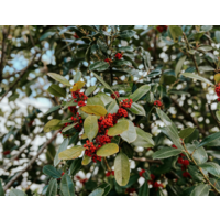 Eetbare tuin-edible garden Ilex paraguariensis - Maté plant - Yerba maté
