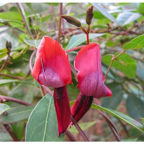 Bloemen-flowers Kennedia rubicunda