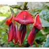Bloemen-flowers Kennedia rubicunda - Pois de corail rouge