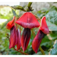 Bloemen-flowers Kennedia rubicunda - Red Coral Pea