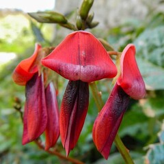 Bloemen-flowers Kennedia rubicunda - Pois de corail rouge