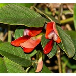 Bloemen-flowers Kennedia rubicunda